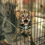12-An endangered leopard kitten in a Bangkok market-March1981 12-An endangered leopard kitten in a Bangkok market-March1981