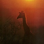 27-Giraffe at Lake Rudolph-Ethiopia-May1970 27-Giraffe at Lake Rudolph-Ethiopia-May1970