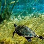 28-A freshwater Suwannee cooter cruises the waters of Floridas Rainbow Run-Jan1986 28-A freshwater Suwannee cooter cruises the waters of Floridas Rainbow Run-Jan1986