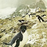 29-Adelie penguin sits on an egg at Cape Hallett in Antarctica-Octo1968 29-Adelie penguin sits on an egg at Cape Hallett in Antarctica-Octo1968
