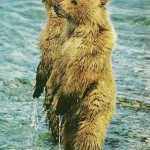 37-Brown bear cubs in Alaska-Sept1975 37-Brown bear cubs in Alaska-Sept1975
