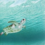 41-Green Sea Turtle haunts a Caribbean shoal-Feb1994 41-Green Sea Turtle haunts a Caribbean shoal-Feb1994