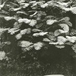 5-Towering tree ferns about a hillside on Martinique-Feb1959 5-Towering tree ferns about a hillside on Martinique-Feb1959