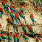 52-Macaws in the Peruvian rain forest-Jan1994 52-Macaws in the Peruvian rain forest-Jan1994