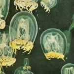 60-Polyorchis jellyfish-Nov1961 60-Polyorchis jellyfish-Nov1961