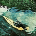 7-Girl dives in the Vaitepiha River in Tahiti-July1962 7-Girl dives in the Vaitepiha River in Tahiti-July1962