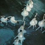 7-The Royal Danish Ballet-Feb1974 7-The Royal Danish Ballet-Feb1974