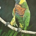 8-Coconut Lory in the New Guinea jungle-Oct1955 8-Coconut Lory in the New Guinea jungle-Oct1955