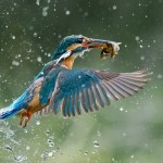 AwardWinning Wildlife Photography  1