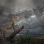 AwardWinning Wildlife Photography  8