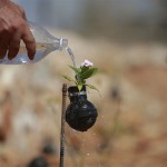 Flowers Grown Inside Grenades2
