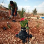 Flowers Grown Inside Grenades3