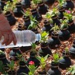 Flowers Grown Inside Grenades5
