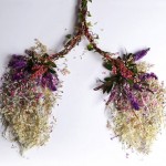 Human Organs from Plants and Flowers1