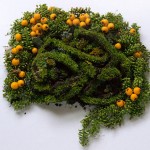 Human Organs from Plants and Flowers2