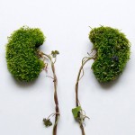 Human Organs from Plants and Flowers5