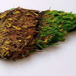Human Organs from Plants and Flowers7