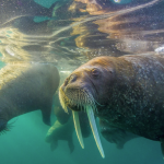 Insights from National Geographic by Cory Richardsby  8