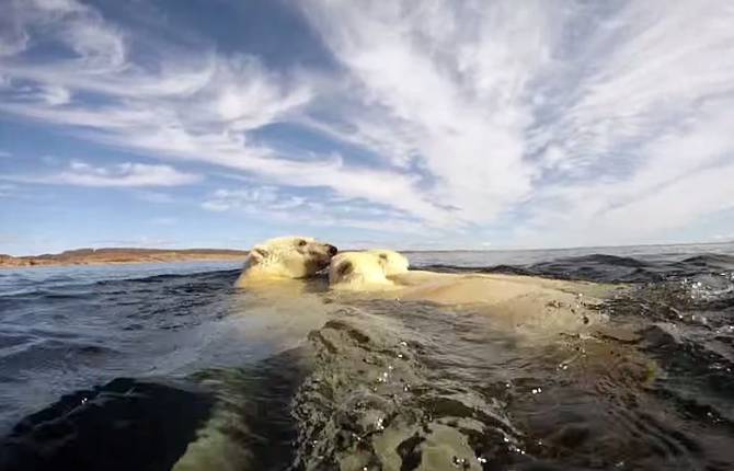 Polar Bears – The Quest for Sea Ice
