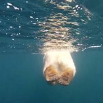 Polar Bears - The Quest for Sea Ice 1z