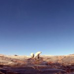 Polar Bears - The Quest for Sea Ice 5