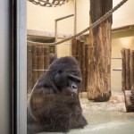 Sad Images at Berlin Zoo10