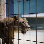 Sad Images at Berlin Zoo11
