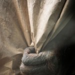 Sad Images at Berlin Zoo12