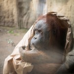 Sad Images at Berlin Zoo14