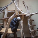 Sad Images at Berlin Zoo3