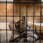 Sad Images at Berlin Zoo4