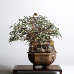 bonsai-3