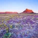 desertcolors-11