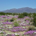 desertcolors-13