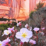 desertcolors-14