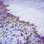 desertcolors-3