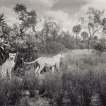 dioramas-1