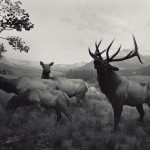 dioramas-4