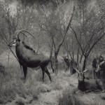 dioramas-6
