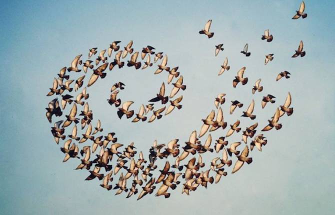 Flying Formation Collages