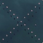 flyingformations-8