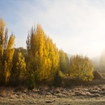 newzealand-14