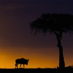 sunsetmasaimara-11
