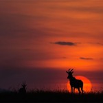sunsetmasaimara-13