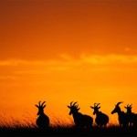 sunsetmasaimara-14