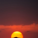 sunsetmasaimara-15