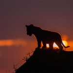 sunsetmasaimara-16