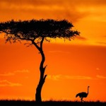 sunsetmasaimara-17