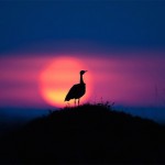 sunsetmasaimara-2