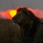 sunsetmasaimara-20